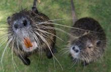 Deux rats photographiés le 15 juin 2017 à Francfort