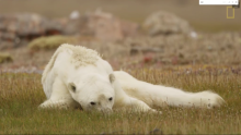 Un ours blanc à l'agonie.