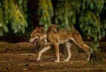 Logos de loup lors d'une manifestation contre l'abattage de ces bêtes, le 17 janvier 2016 à Nice