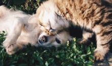 Un chien et un chat.