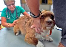 Un chien chez le vétérinaire.