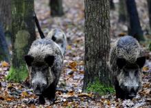 Des sangliers dans un enclos installé par des gardes forestiers près de Berlin, le 28 novembre 2017