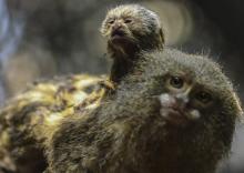 Un ouistiti pygmée âgé de 2 jours se tient sur le dos de son pèere dans le zoo Sante fe de Medellin (Colombie), le 21 mars 2018,