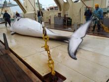 Photographie non datée d'une baleine de Minke sur le pont d'un navire dans l'océan Antarctique, fournie par l'Institut de recherche sur les cétacés le 18 novembre 2014