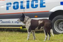 Max, le chien héros, a veillé sur la petite Aurora, 3 ans, perdue dans la nature australienne par une nuit pluvieuse, avant de guider les secours