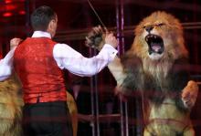 Un lion et son dresseur dans un cirque