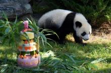 Le bébé panda Yuan Meng, un an, découvre son gâteau d'anniversaire dans son enclos du zoo de Beauval, le 4 août 2018 à Saint-Aignan-du-Cher