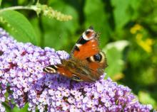 Un papillon photographié le 9 juillet 2018 à Lille