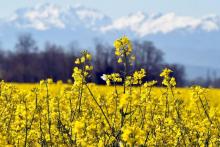 Les températures maximales dans les Pyrénées pourraient gagner entre 1,9 et 7,1 degrés d'ici la fin du siècle