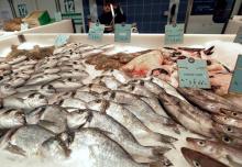 Pêcheur de Quiberon utilisant la technique consistant à neutraliser le système nerveux avant de saigner une raie le 15 décembre 2016