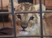 Lionceau découvert dans une voiture à Paris, l3 novembre 2018