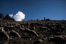 L'une des deux ourses lâchées en octobre dans les Pyrénées-Atlantiques en France a attaqué pour la première fois une brebis en Espagne, en Navarre