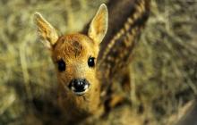 Un faon photographié le 16 mai 2017 au centre de sauvegarde de la faune sauvage "Volée de piafs" à Languidic, près de Lorient dans l'ouest de la France