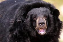 Un ours noir d'Asie, photographié à la Réserve africaine de Sigean (France), le 9 juillet 2013