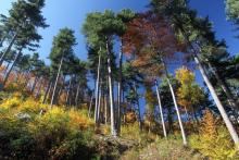 Environ un cinquième des forêts méditerranéennes sont considérées comme "menacées" en France