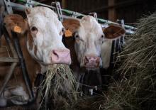 Des vaches à l'abri de la chaleur le 6 août 2018 à Mitschdorf, en Alsace