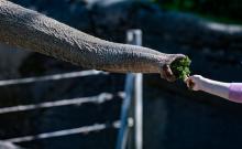 Un touriste donne à manger à un éléphant dans un zoo.