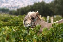 Le dromadaire Goliath dans les vignes du Val d'Argan près d'Essaouira, le 27 août 2018 au Maroc