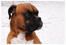 Un chien de race Boxer