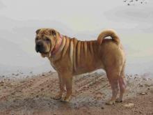 Un chien de race Shar-Peï