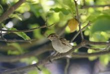 Un moineau sur une branche d'un arbre des jardins du Palais Royal à Paris le 7 août 2016