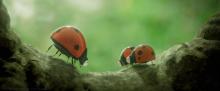 Deux coccinelles héroïnes du film Minuscule-2 