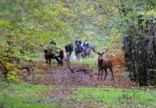 Une chasse à courre au cerf