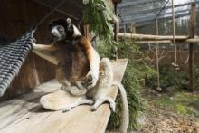 Poppy, la maman d'un propithèque couronné (Propithecus coronatus), de la famille des lémuriens, qui est né mi-février au parc zoologique de Mulhouse, le 5 mars 2019