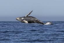 Une baleine de type Megaptera novaeangliae saute hors de l'eau. Le 15 mars 2018.