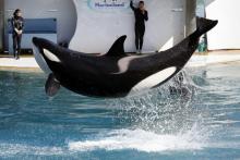 Un orque lors d'une représentation au Marineland d'Antibes, à Antibes le 17 mars 2016