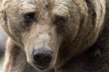 Un ours brun au zoo d'Amnéville en Moselle 12 octobre 2017