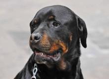 rottweilers