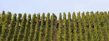 Un vignoble à Ampuis, en septembre 2010