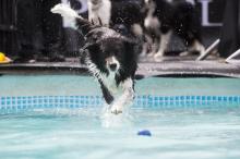 Border collie dans une piscine