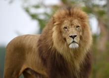 Un lion dans un zoo.