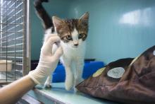 Un chaton à Gennevilliers dans un refuge de la Société Protectrice des Animaux le 21 août 2018