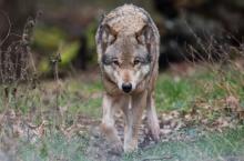 Une traque lancée aux portes de Nîmes contre un loup solitaire