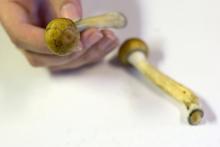 Denver pourrait devenir la première ville américaine à dépénaliser les "champignons magiques"