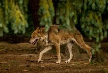 La France compte un effectif estimé de 430 loups