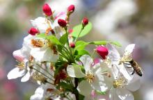 Une abeille butine une fleur de pommier en Californie, le 2 mars 2016 à La Canada Flintridge