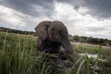 Un éléphant barbote au coucher du soleil dans les eaux de la rivière Chobe dans le parc national de 