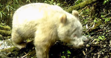 Un panda albinos en Chine.