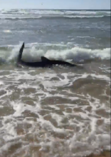 Un requin filmé dans les landes en mai 2019.