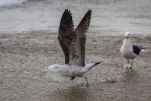 Une mouette tente de s'envoler alors qu'elle a un sac plastique sur la tête, le 17 juillet 2018 sur la plage de Caleta Portales, à Valparaiso.