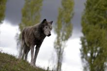 Un loup mâle.