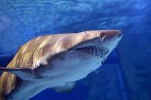 Le plongeur aurait été attaqué par un requin bouledogue