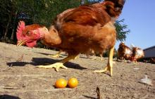 Vue d'un élevage de poulets en plein air réalisée le 29 août 2005 près d'Auch.