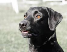 Un labrador a mordu trois personnes vendredi 14 avril 2017 à Toulouse.