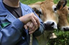 Un éleveur devant une vache