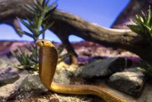 Un cobra photographié le 5 octobre 2018 au Palais de la Découverte à Paris